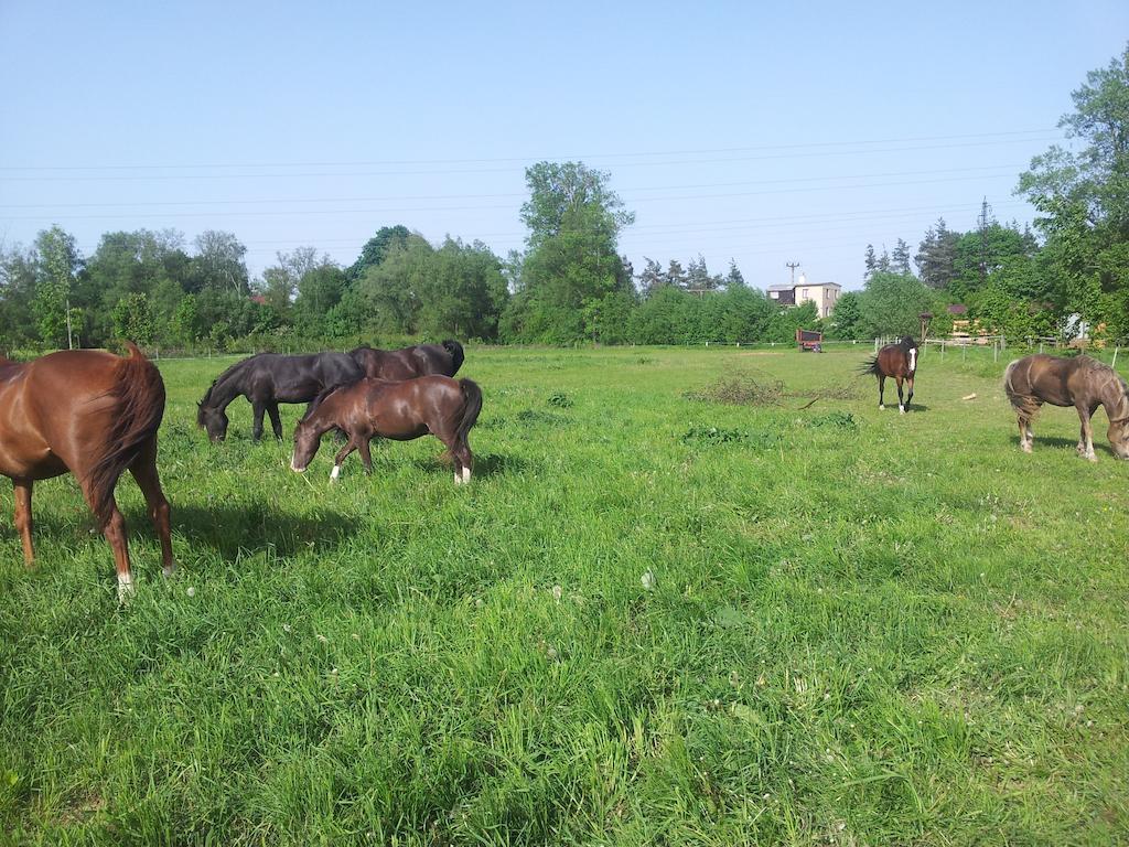 Ranc Orlice